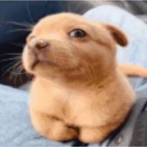 Meet your Posher, Tavo